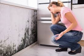 Reliable Browns Mills, NJ Mold Removal & Remediation Solutions